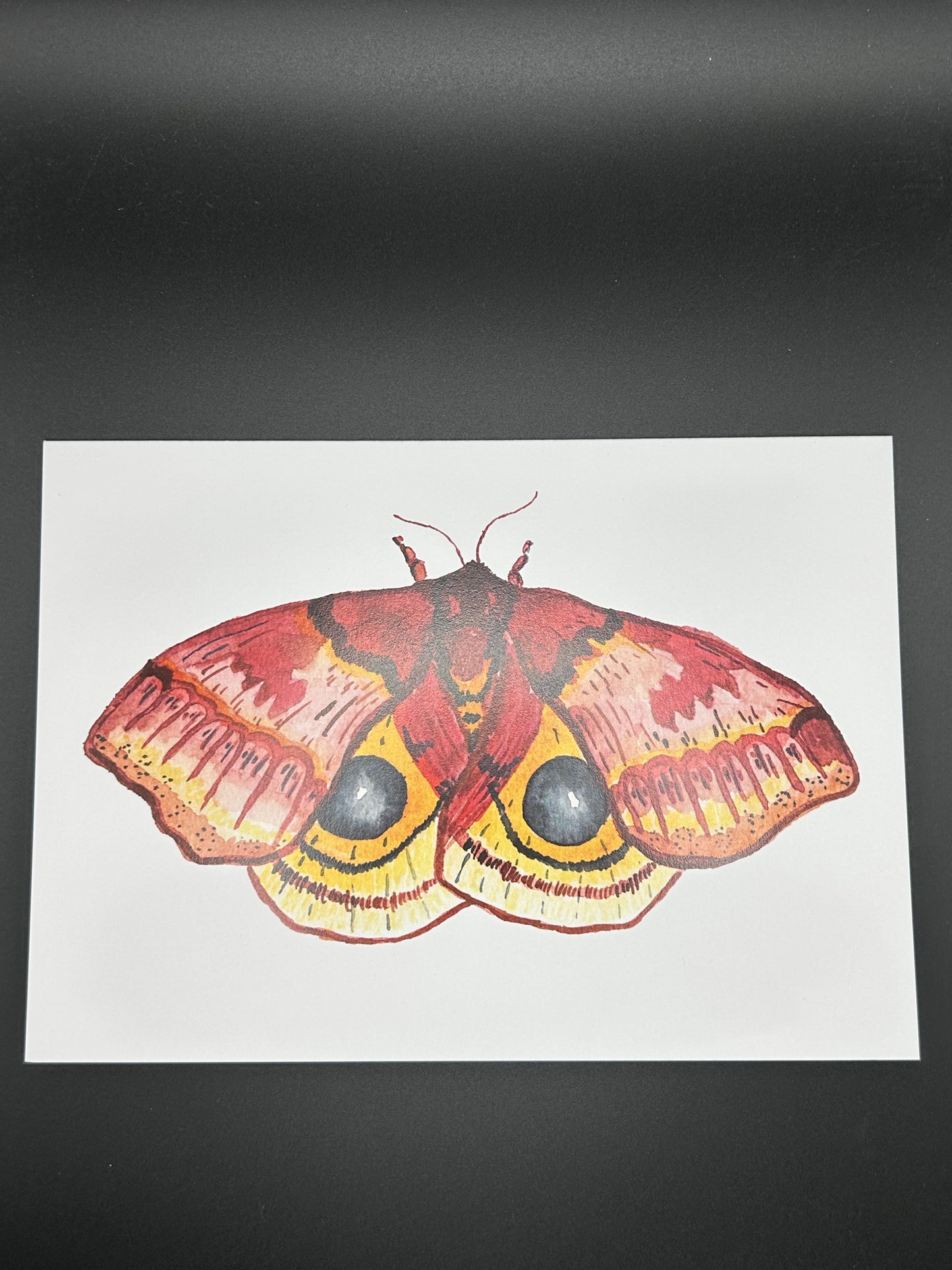 Io Moth - Watercolor Card